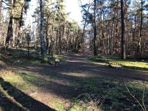 An intersection of 5 different paths in the woods. Really hard to know where to go!